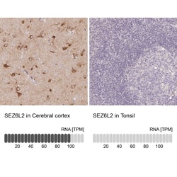 SEZ6L2/BSRP-A Antibody, Novus Biologicals 25 &mu;L, Unlabeled:Antibodies,